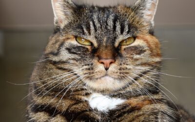 Protect your family and pets from intestinal worms