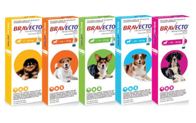 Why you should use Bravecto to treat tick and flea infestations