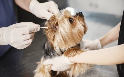 Dog otitis : symptoms and care