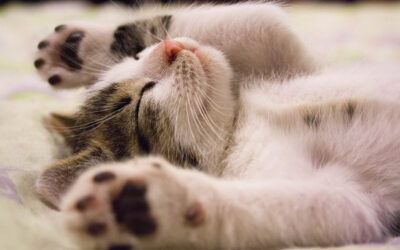 Cat behaviour: Is my cat stressed?