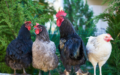 Coccidiosis in Poultry