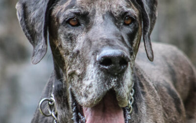 Dog osteoarthritis: What to do? What nutrition to choose?