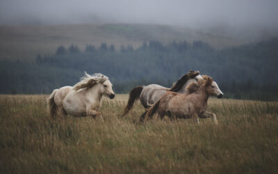 Horse pains: how to prevent your horse from suffering