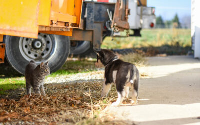 Welcoming a puppy or a kitten in your home: practical tips before your pet’s arrival