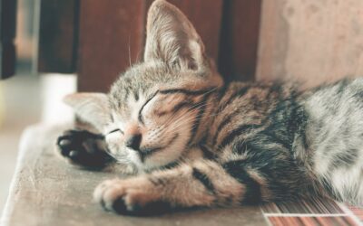 Is your cat less emotional than usual?