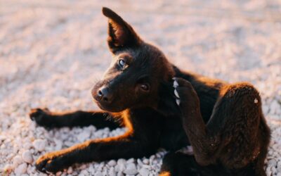 Itching in dogs
