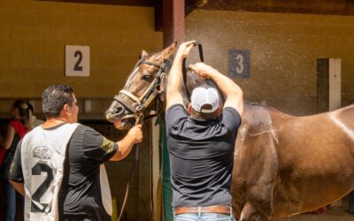 How to wash my horse and take care of his skin