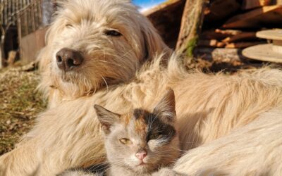 Dewormer for dogs and cats: why is it important to deworm them?