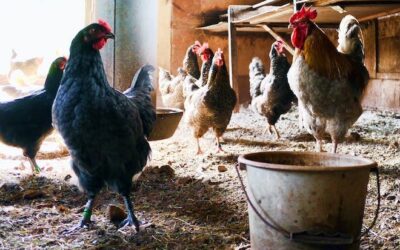 Mycotoxins in Poultry