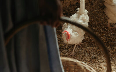 Calgophos – Cost-Effective and Mineral Supplementation for Layers, Breeders, and Broilers