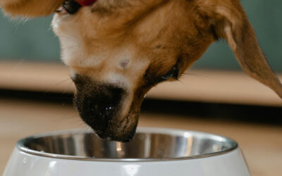 Change of kibble for my dog or cat: why is it important to have a careful nutritional transition?