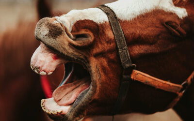 Horse mouth: know the particularities and detect teeth problems