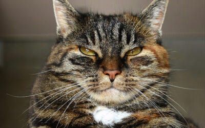 Is your cat less emotional than usual?