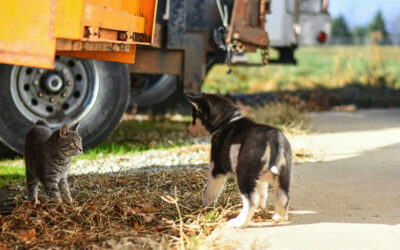 Welcoming a puppy or a kitten in your home: practical tips before your pet’s arrival