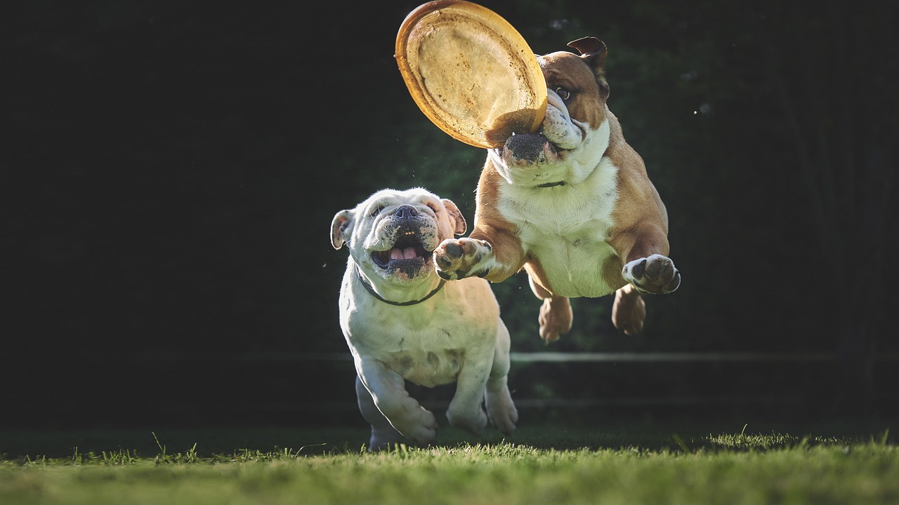 How to Recognize and Help Your Pet in Pain
