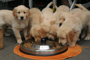 What nutritional needs for my puppy and my young dog