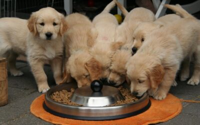 What nutritional needs for my puppy and my young dog?