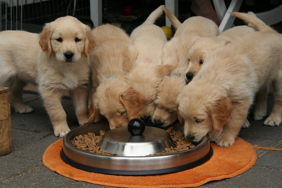 What nutritional needs for my puppy and my young dog